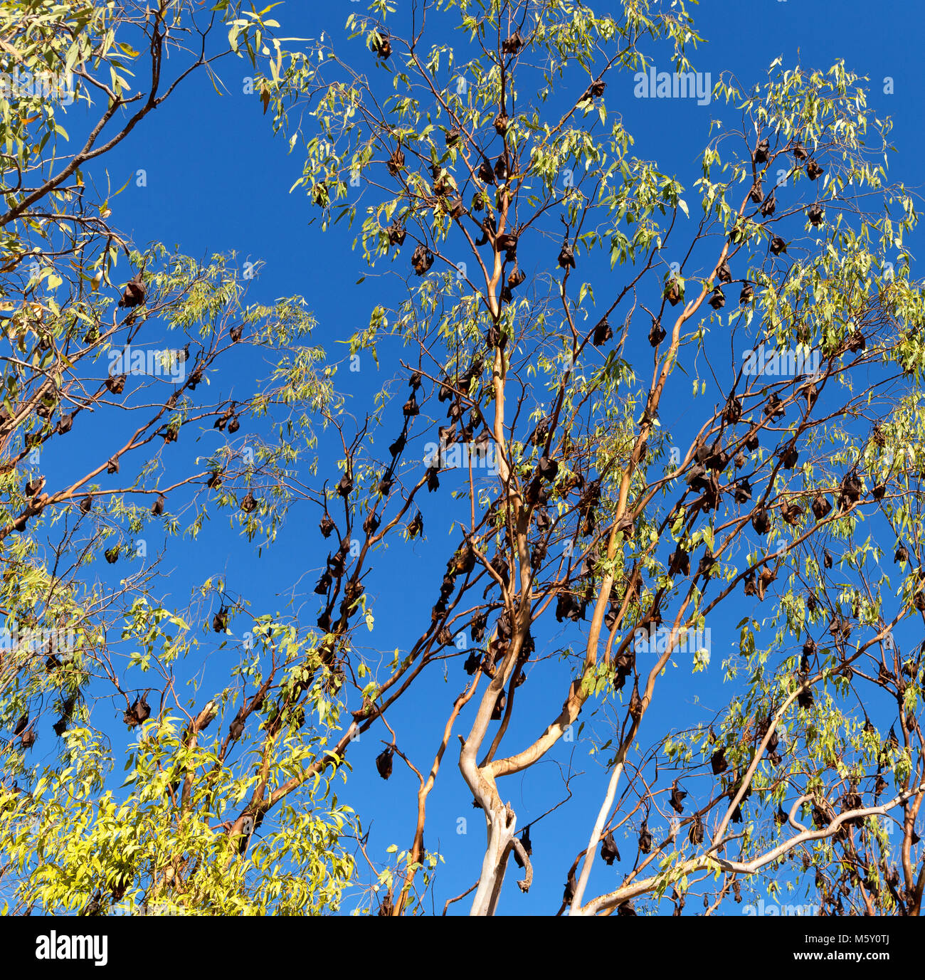in the australia outback the wilderness colony of  bat in the tree Stock Photo