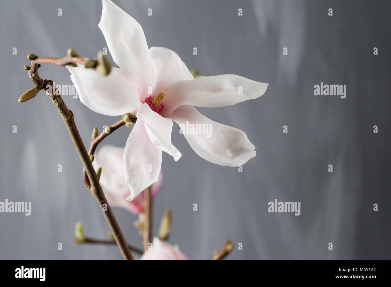 flowers magnolia in glass vase. Magnolia stellata . Still life Stock
