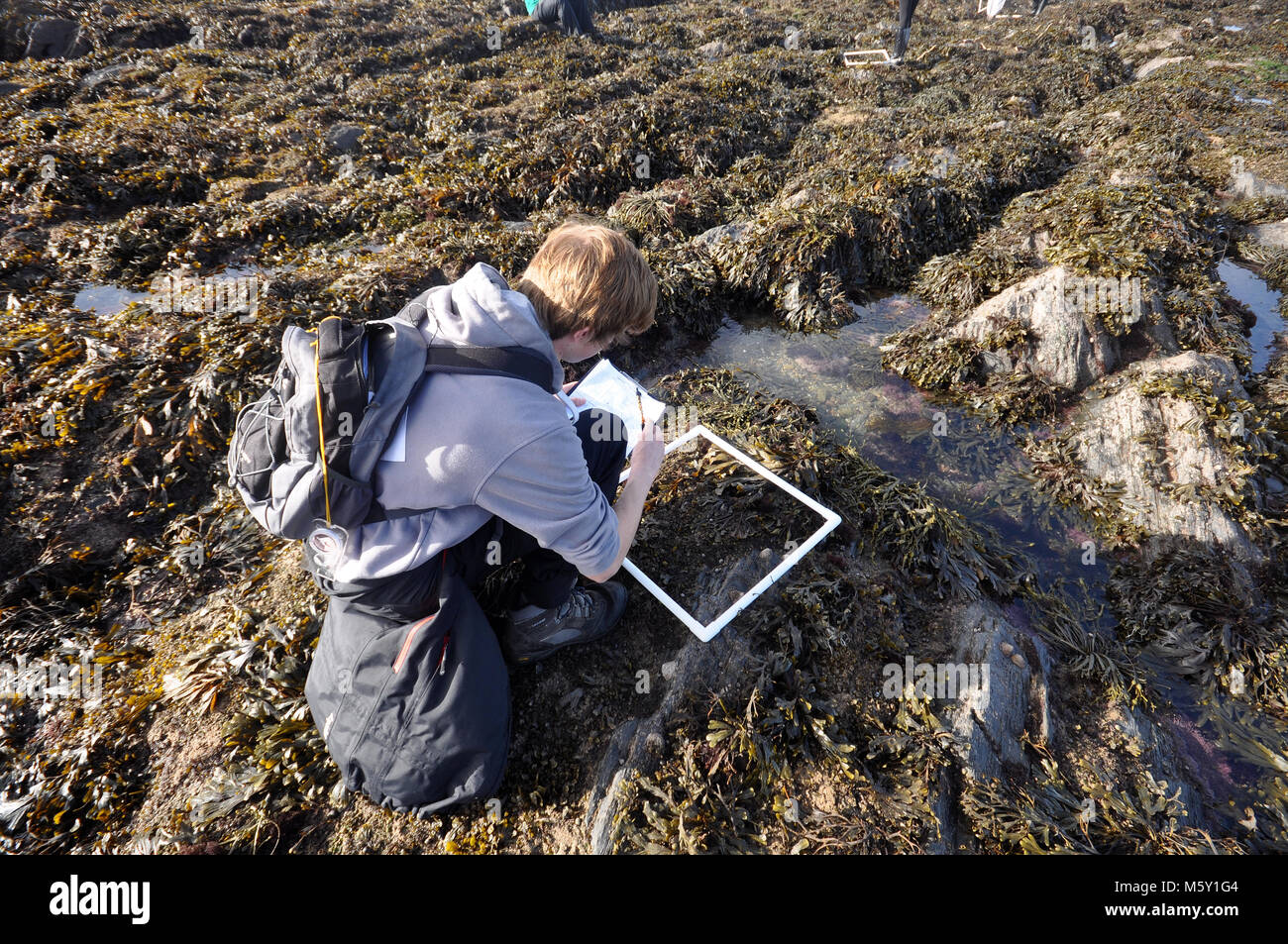 Student on a field trip. Using Quadrate on a rocky shore looking at seaweed coverage. Stock Photo