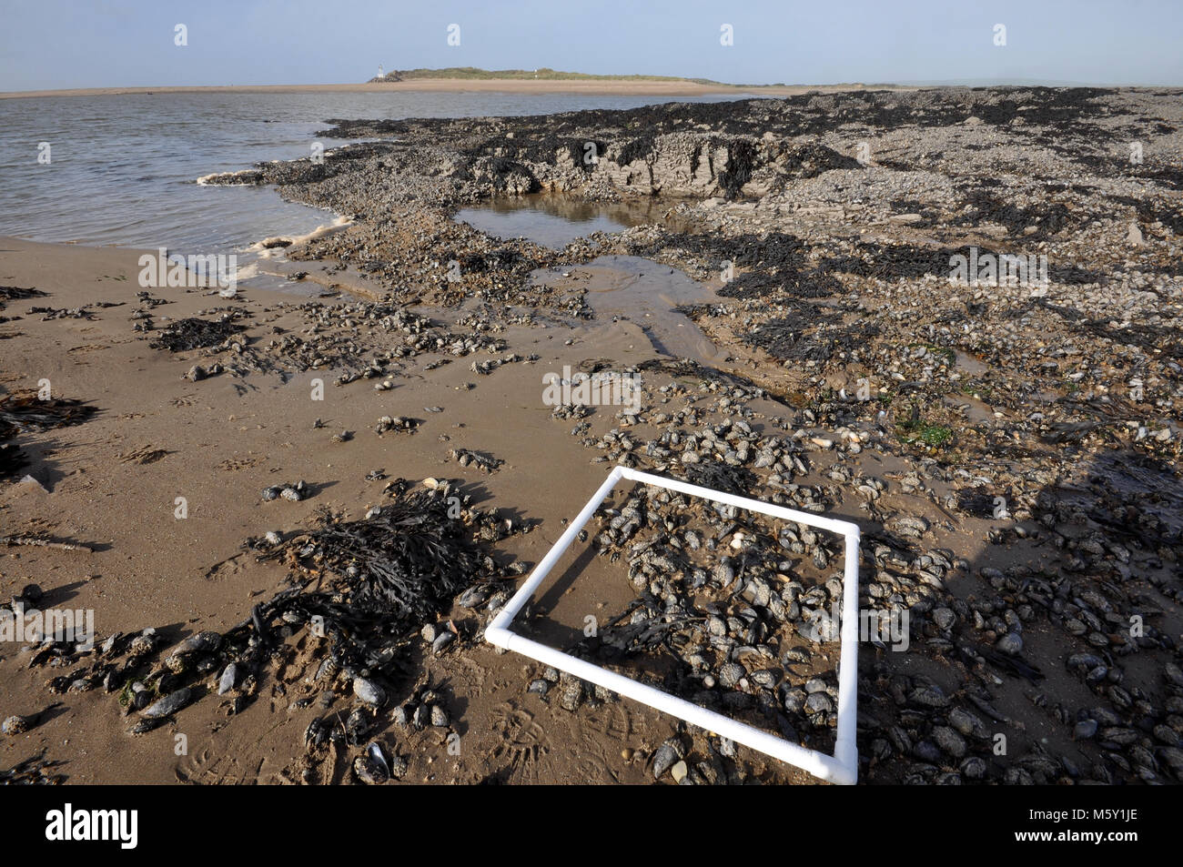 Quadrate on a rocky shore for a science field trip with sampling, rocks and seaweed. Taken in Devon, United Kingdom Stock Photo