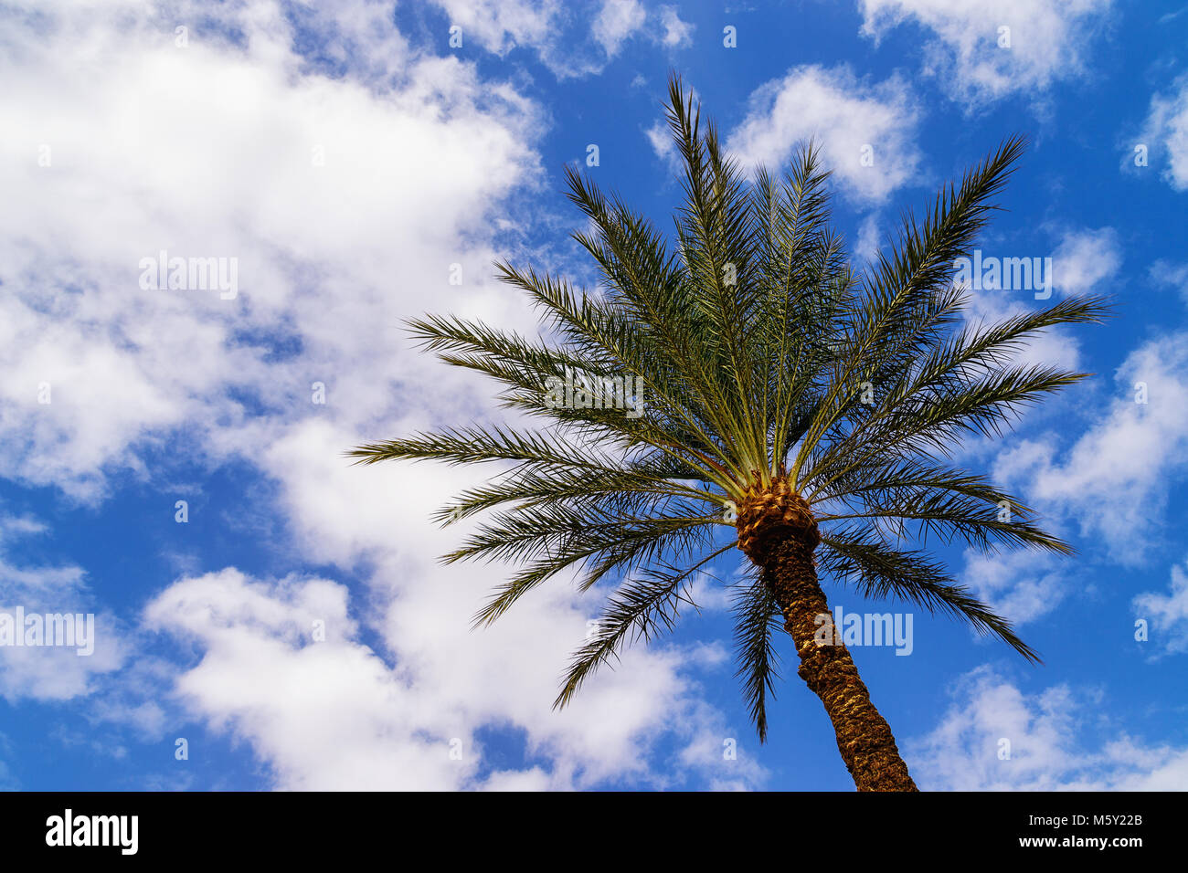 Bottom view of date palm tree (Phoenix dactylifera) with sky and fluffy clouds in background. Shot in Eilat, Israel. Summer holiday and travel theme. Stock Photo