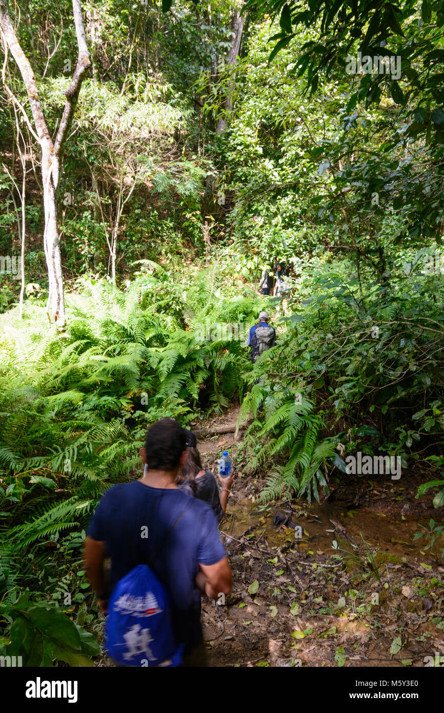Kalaw: tourists trekker at trekking tour, jungle, , Shan State, Myanmar (Burma) Stock Photo