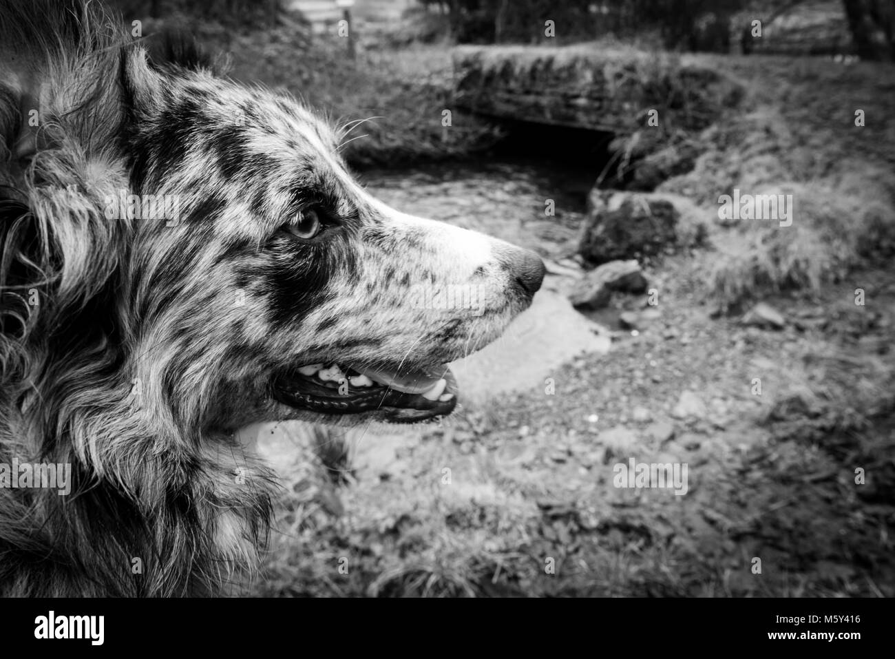Blue Merle Border Collie dog in black and white.  Looking engaged and intent Stock Photo