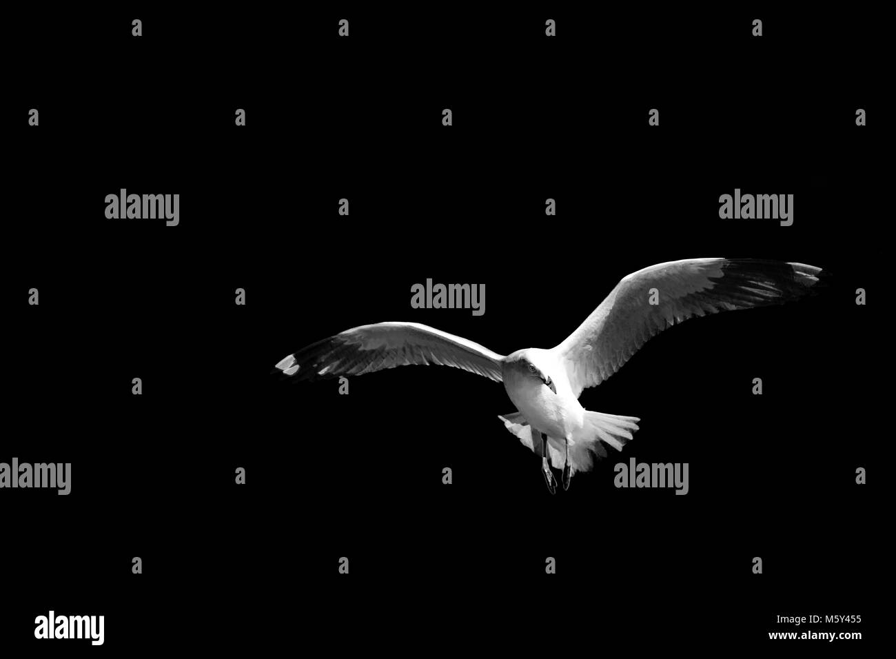 in australia a white free seagull flying in the clear sky Stock Photo ...