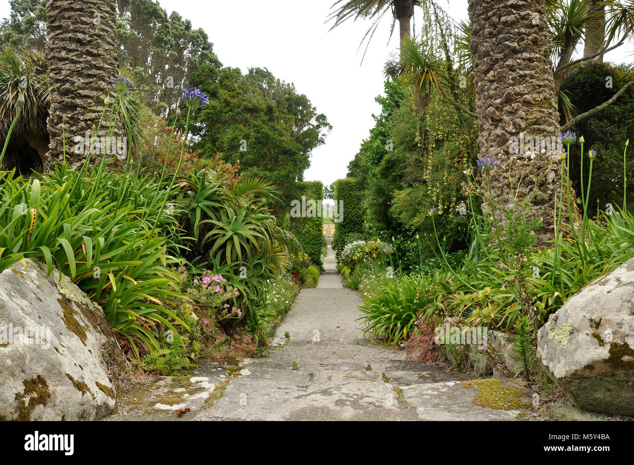 Pathway through Tresco Gardens with palm trees either side, Isles of Scilly, England Stock Photo