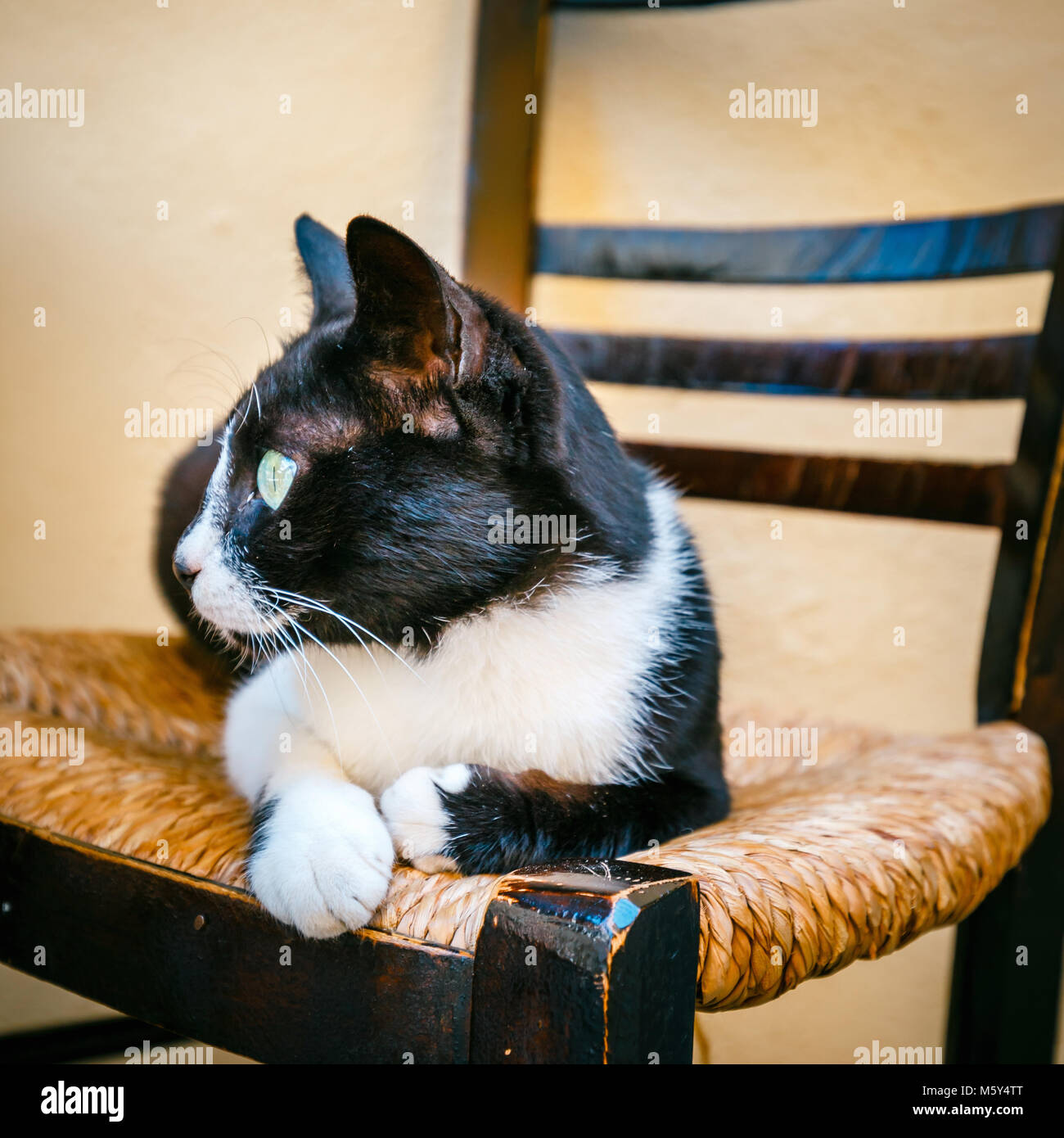black and white cat sits on a chair Stock Photo - Alamy