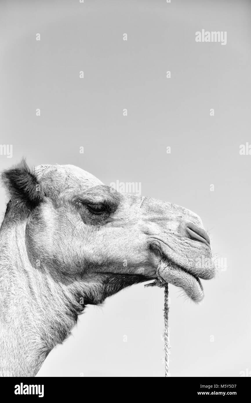 in  ethiopia africa   camel in the sky like abstract background Stock Photo