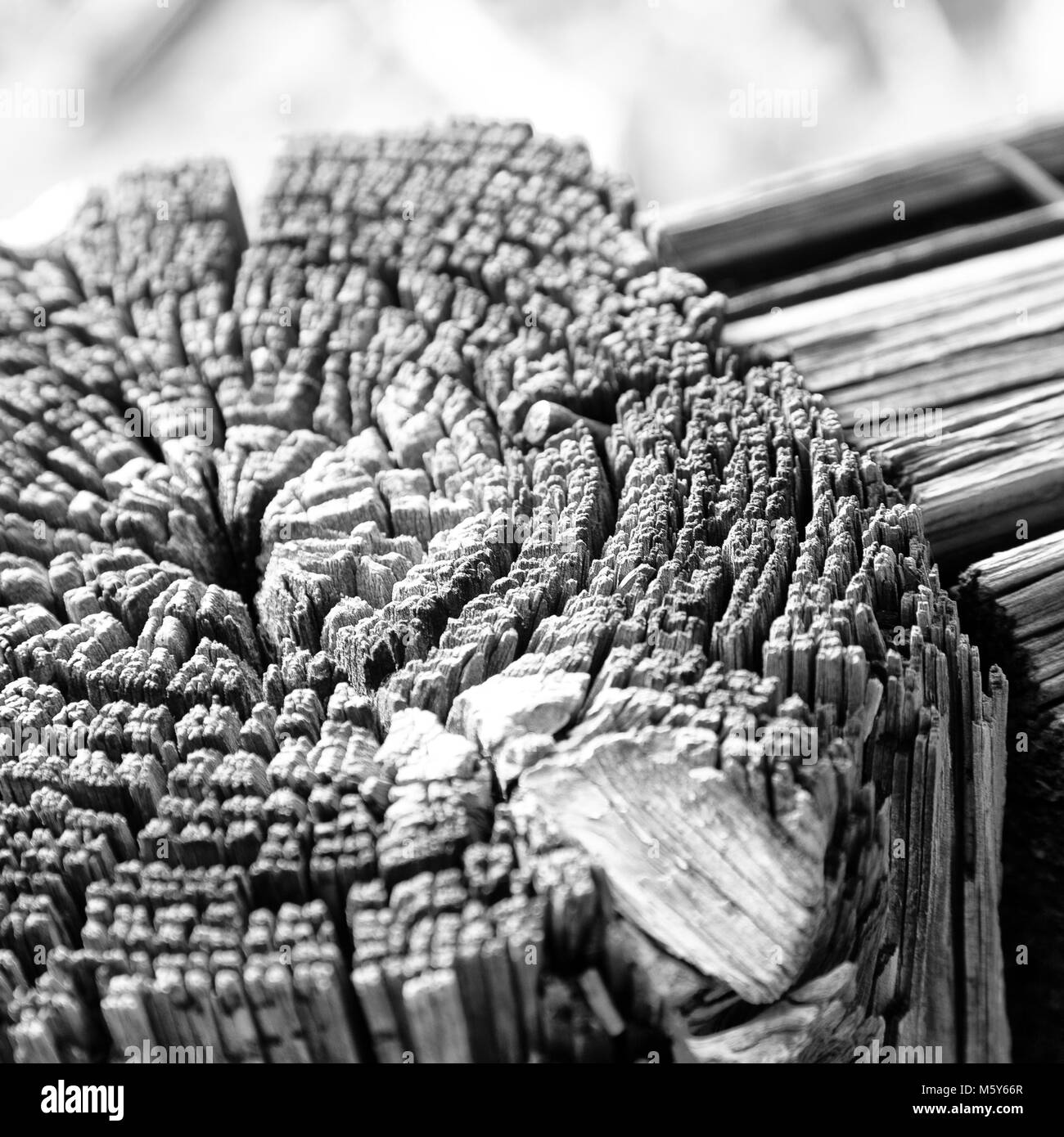 abstract texture of a surface tree like background grain Stock Photo