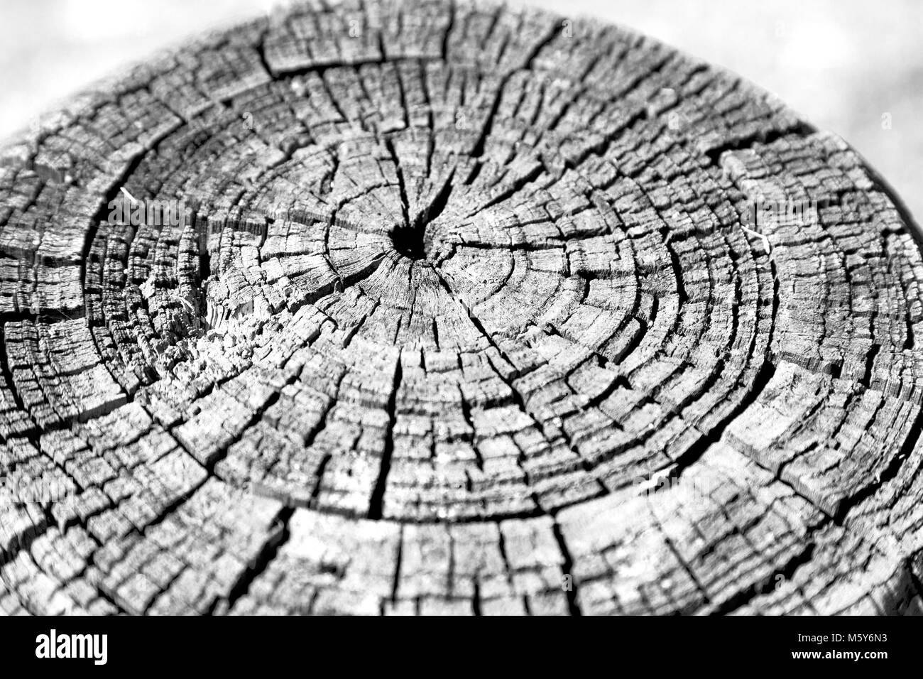 abstract texture of a surface tree like background grain Stock Photo