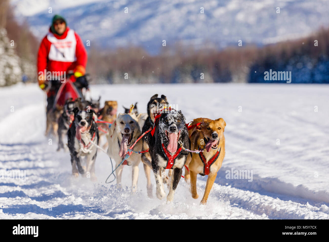 Musher John Erhart competing in the Fur Rendezvous World Sled Dog