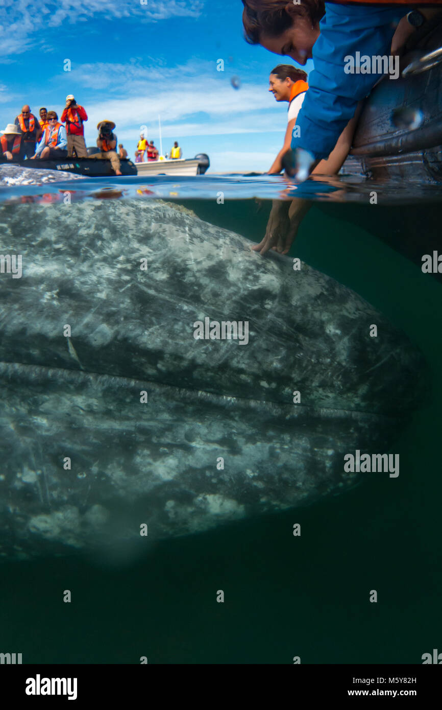 A gray whale approaches a small boat where nature tourists are able to touch the whale in Magdalena Bay, Baja California Sur, Mexico Stock Photo