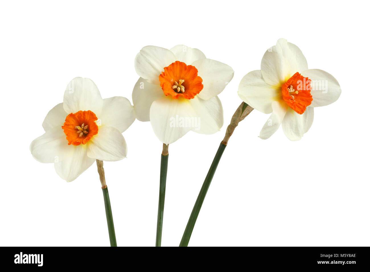 Bouquet of three daffodils isolated on white background Stock Photo - Alamy