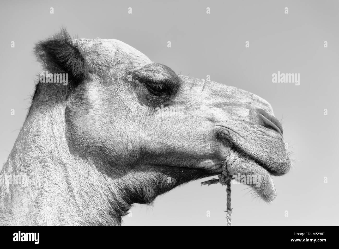 in  ethiopia africa   camel in the sky like abstract background Stock Photo