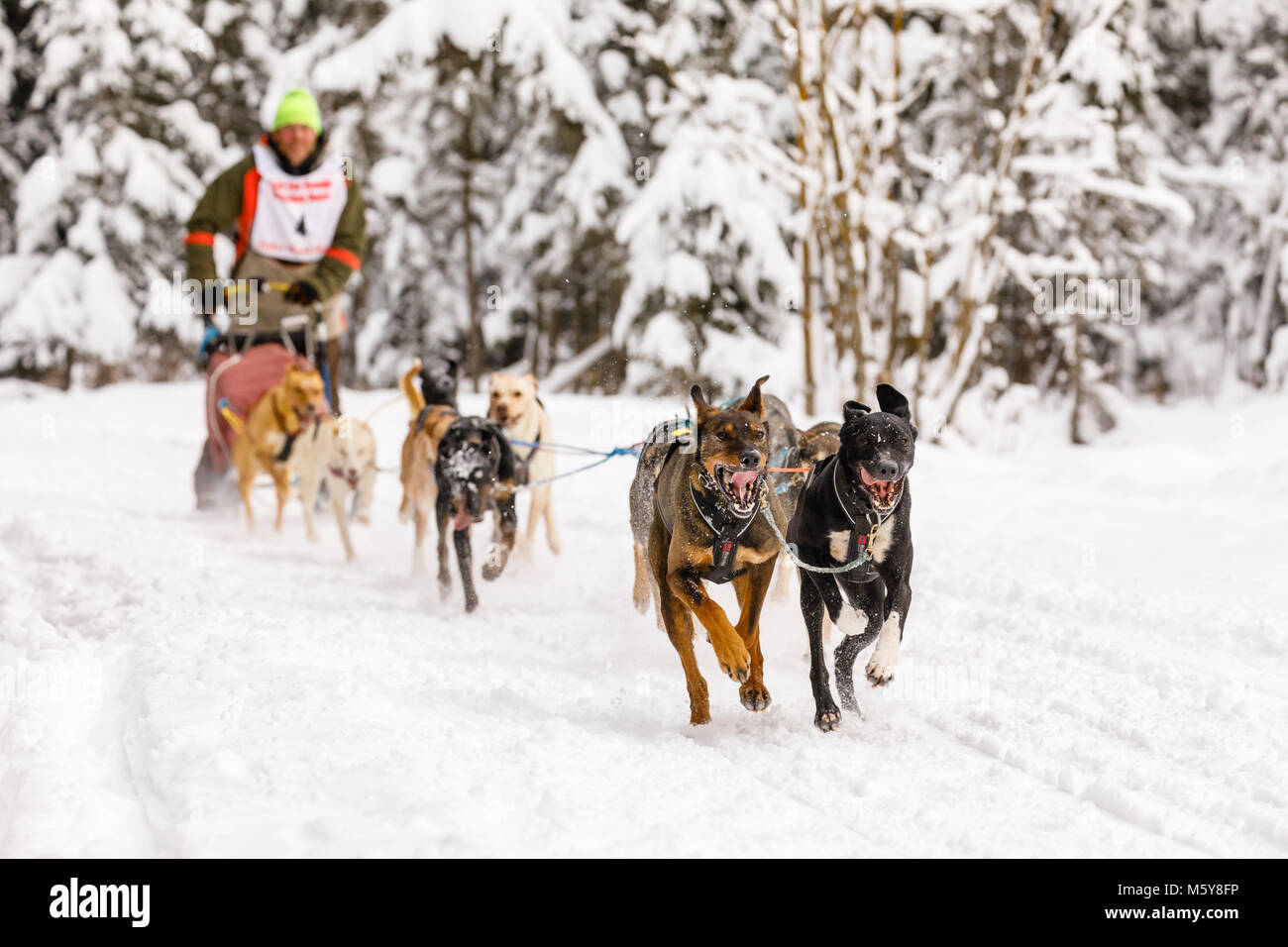 Musher Gary Markley competing in the Fur Rendezvous World Sled Dog Championships at Goose Lake Park in Anchorage in Alaska. Stock Photo