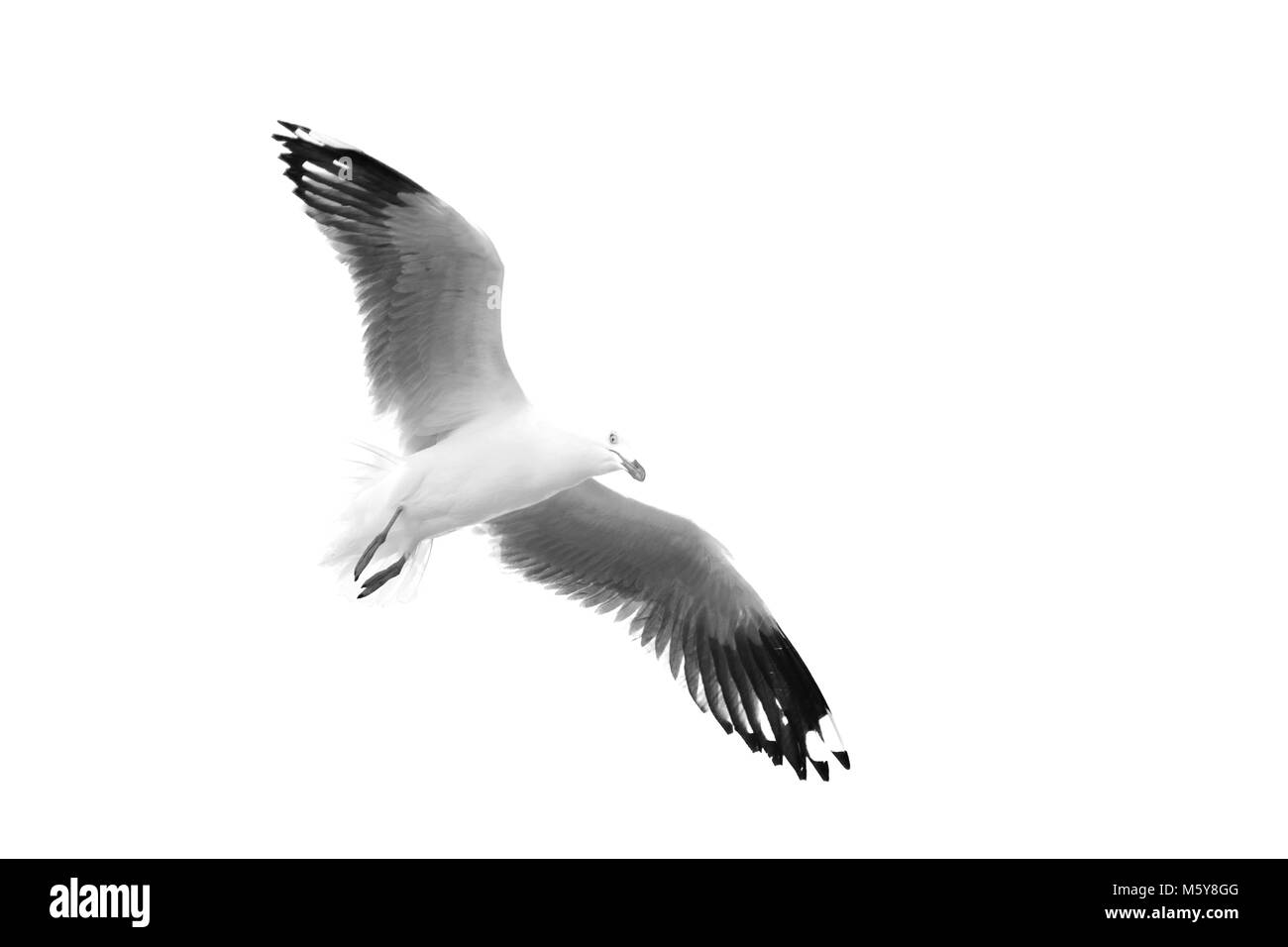 in australia a white free seagull flying in the clear sky Stock Photo ...