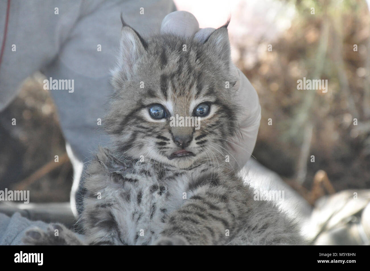 B330. Springtime is baby time! Last week our wildlife team ear-tagged another litter of bobcat kittens. The kittens are B328, B329, and B330 because they are the 328th, 329th, and 330th bobcats we've tracked during our study. We've been tracking their mom, B295, since January 2012 and this is the first litter we're aware of since then.  Male kitten B330. This way of holding the animal is called scruffing. It is an attempt to mimic the way their mom holds them and it helps to keep them calm, not to mention safe and secure! Stock Photo