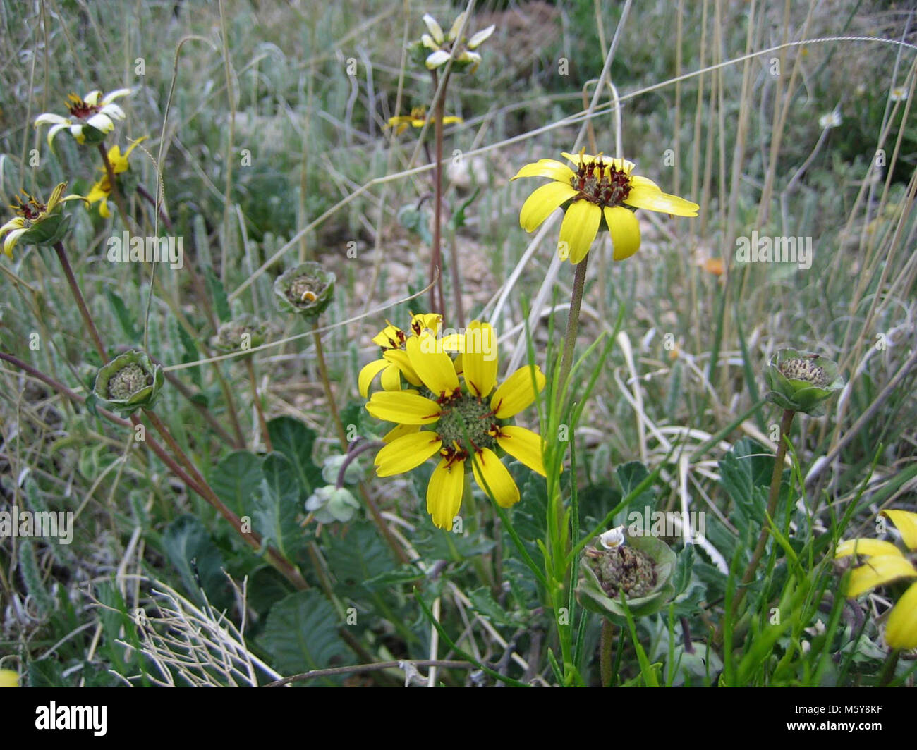 Berlandiera lyrata (Chocolate Daisy Stock Photo Alamy