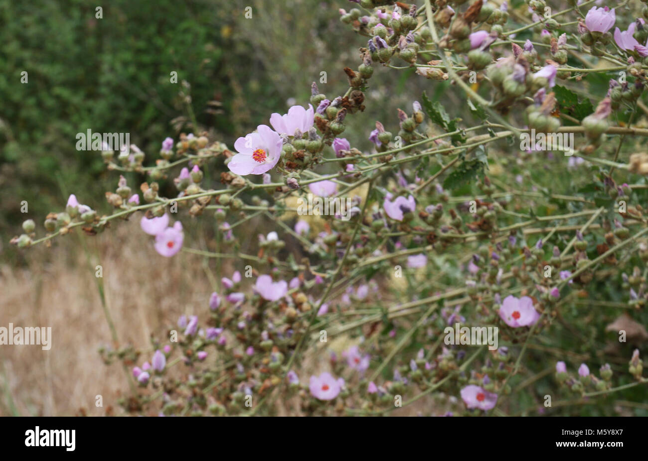 Bush Mallow. The native plant species Bush Mallow, blooming beautifully