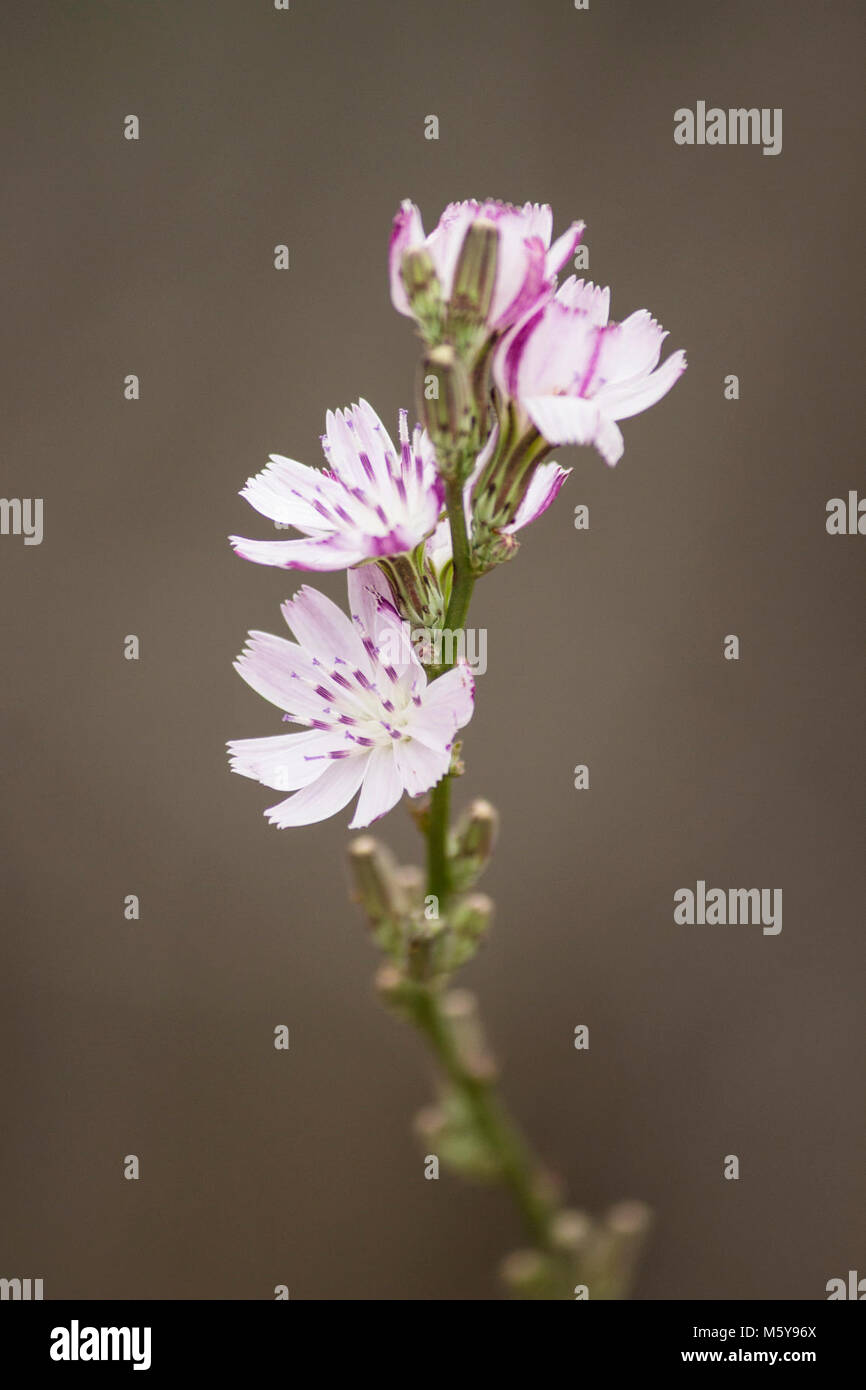 Cliff Aster. Cliff Aster Stock Photo