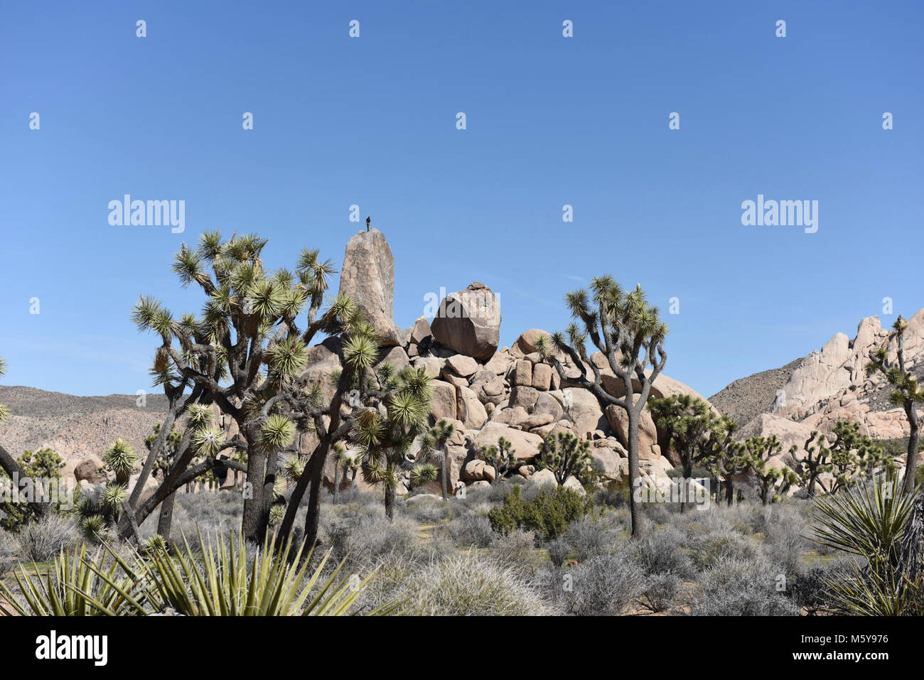 Climber on Headstone Rock. Headstone Rock is a popular climbing