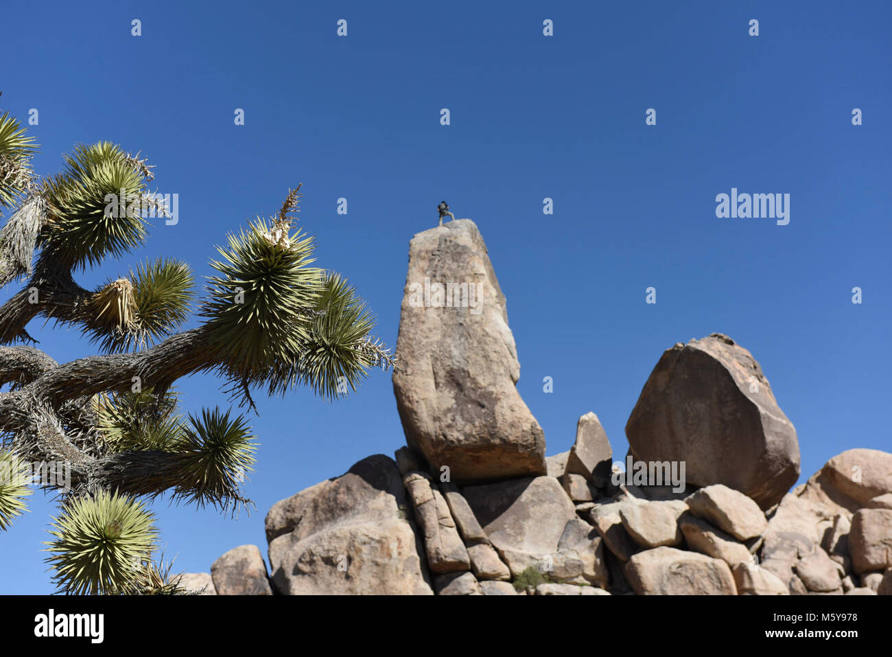 Climber on Headstone Rock. Headstone Rock is a popular climbing