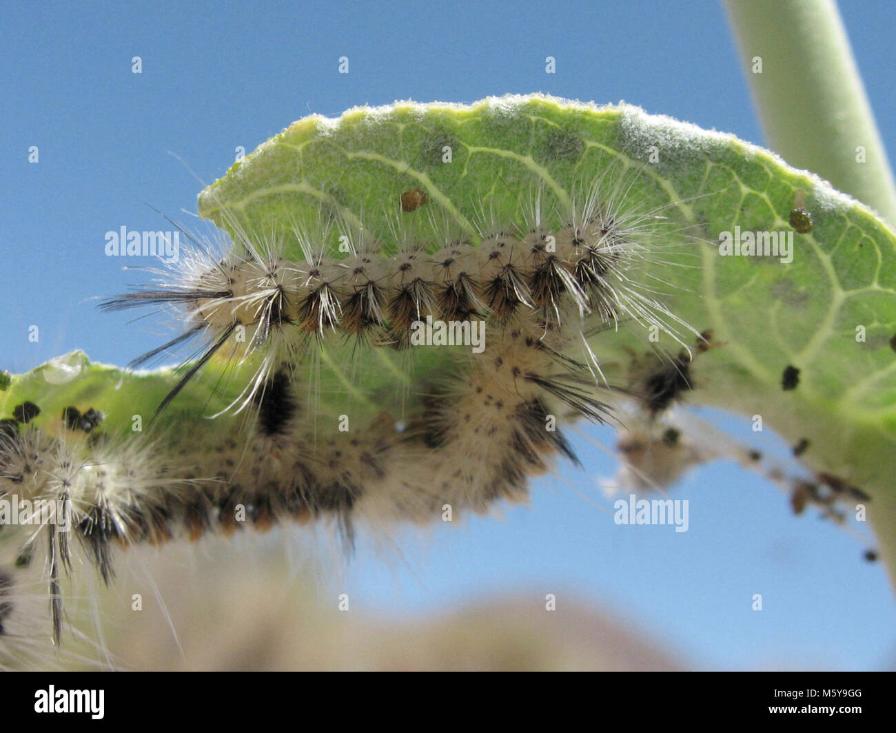 Euchaetias egle larva. Stock Photo