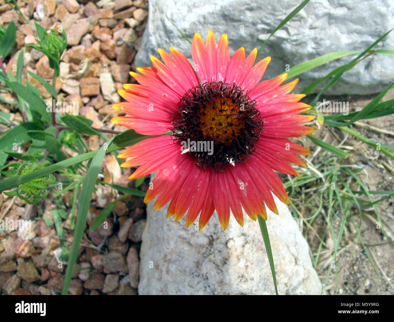 Gaillardia pulchella (Firewheel Stock Photo - Alamy