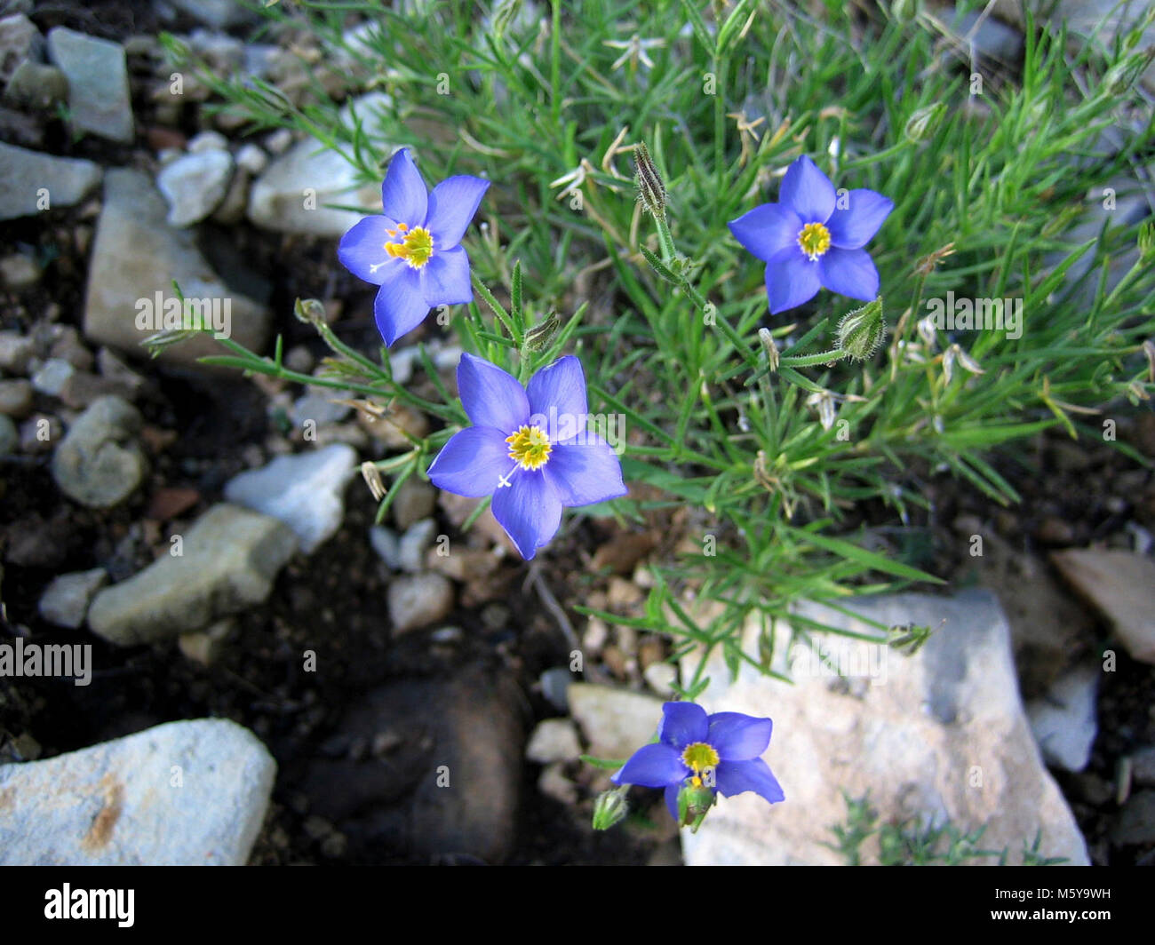 Gilia rigidula (Blue Gilia). Stock Photo
