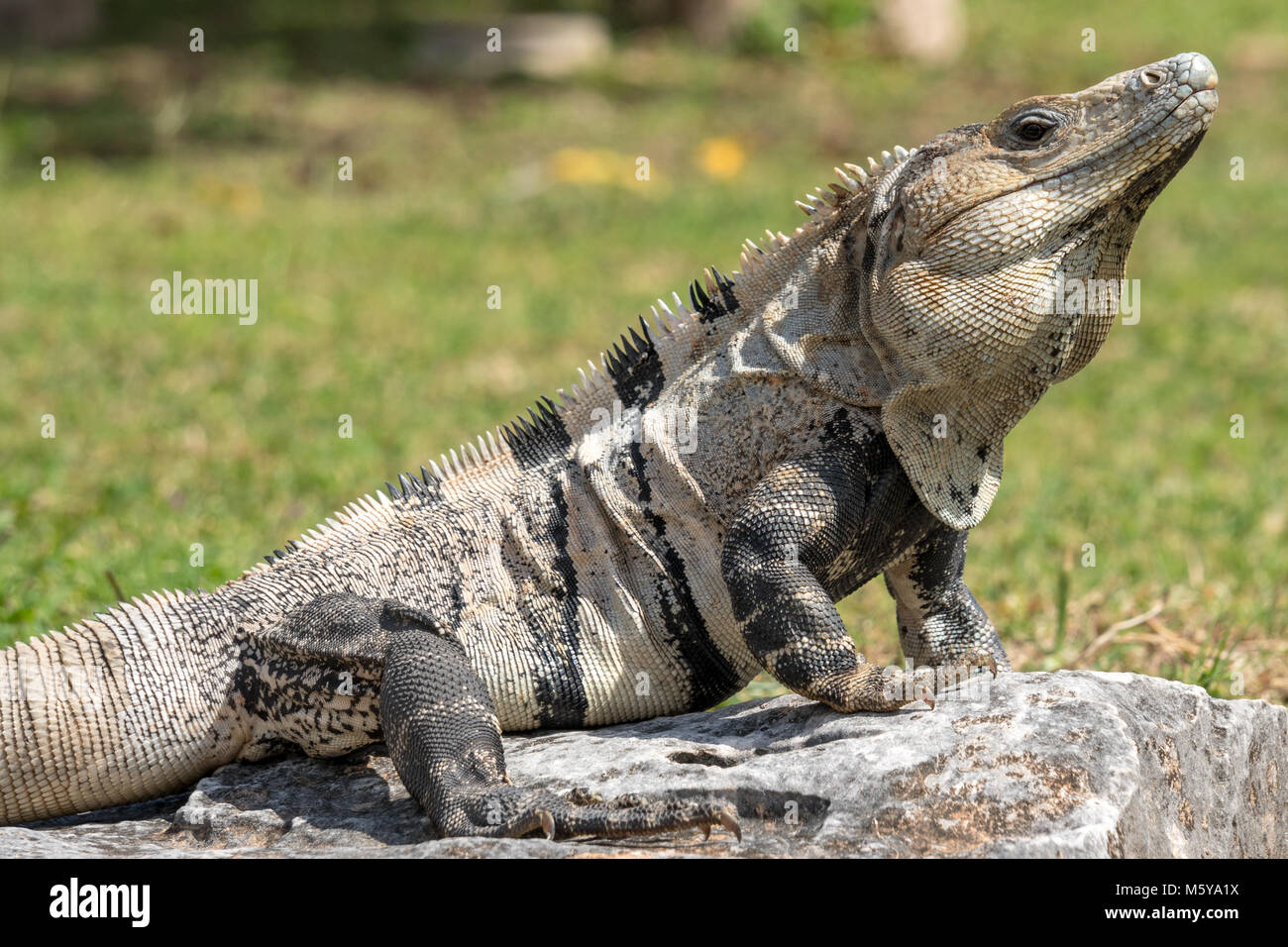 Tulum, Mexico, 20 Feb 2018. A spinytail iguana (Ctenosaurs) is seen in the Mayan ruins of Tulum in Mexico. Enrique Shore/Alamy Stock Photo Stock Photo