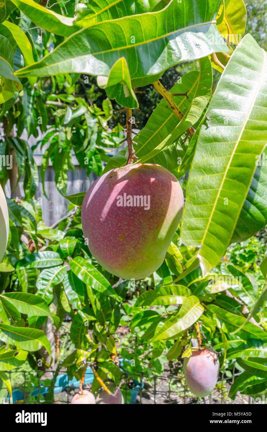 Purple mango hires stock photography and images Alamy