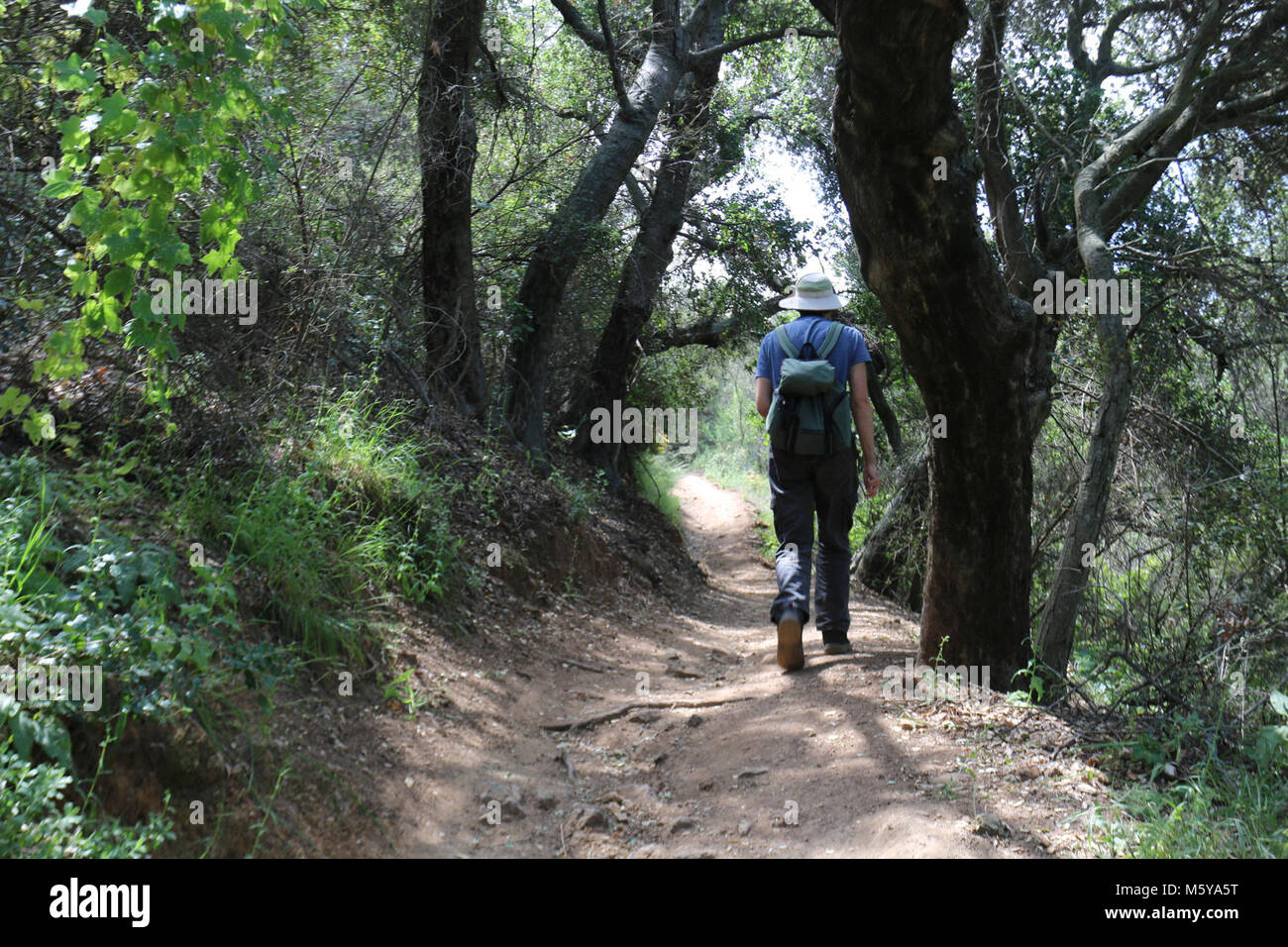 Latigo Canyon. A small, shady canyon along the Backbone Trail Stock