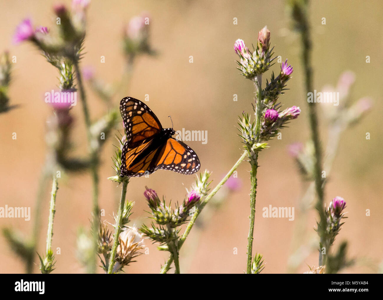 Monarch Butterfly. Monarch butterfly lands on an Italian thistle plant (Carduus pycnocephalus) at Nicholas Flat in the Santa Monica Mountains. Stock Photo
