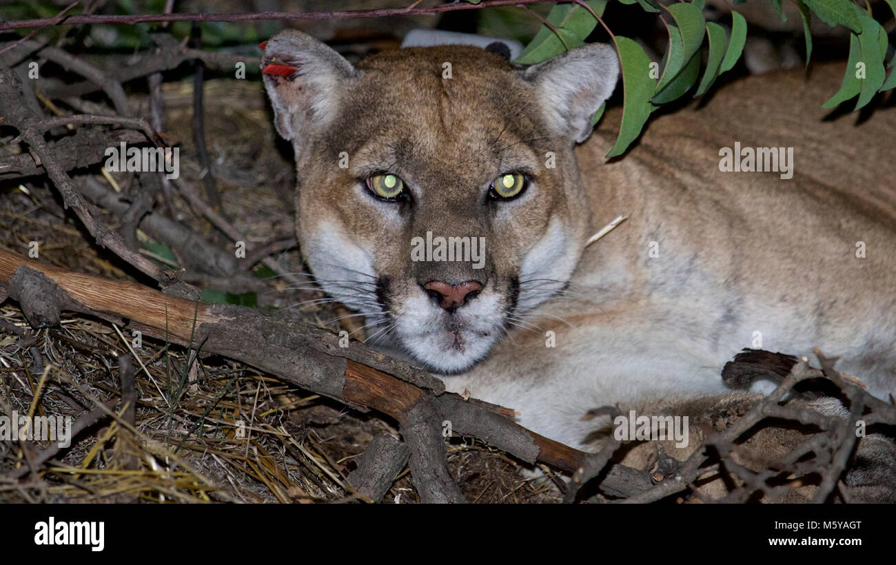 P22 mountain lion hires stock photography and images Alamy