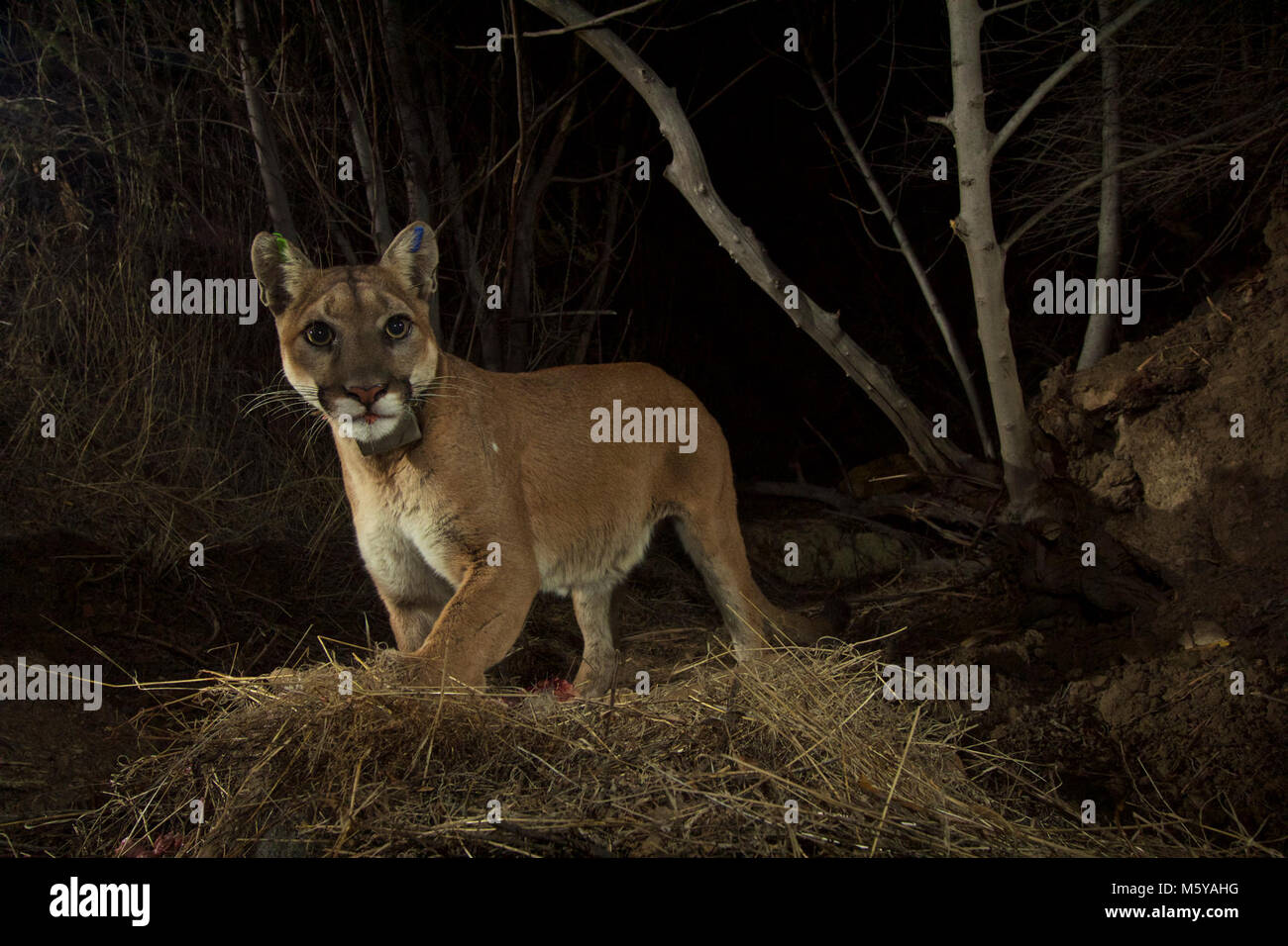 P-35 and the Bears. You never know what our camera traps are going to capture. In early December 2015, we first see P-35 at one of her deer kill cache sites in the Santa Susana Mountains northwest of Los Angeles (Note: not to be confused with the Santa Monica Mountains). Later on, an American black bear mother and her cub take advantage of the same deer! Stock Photo