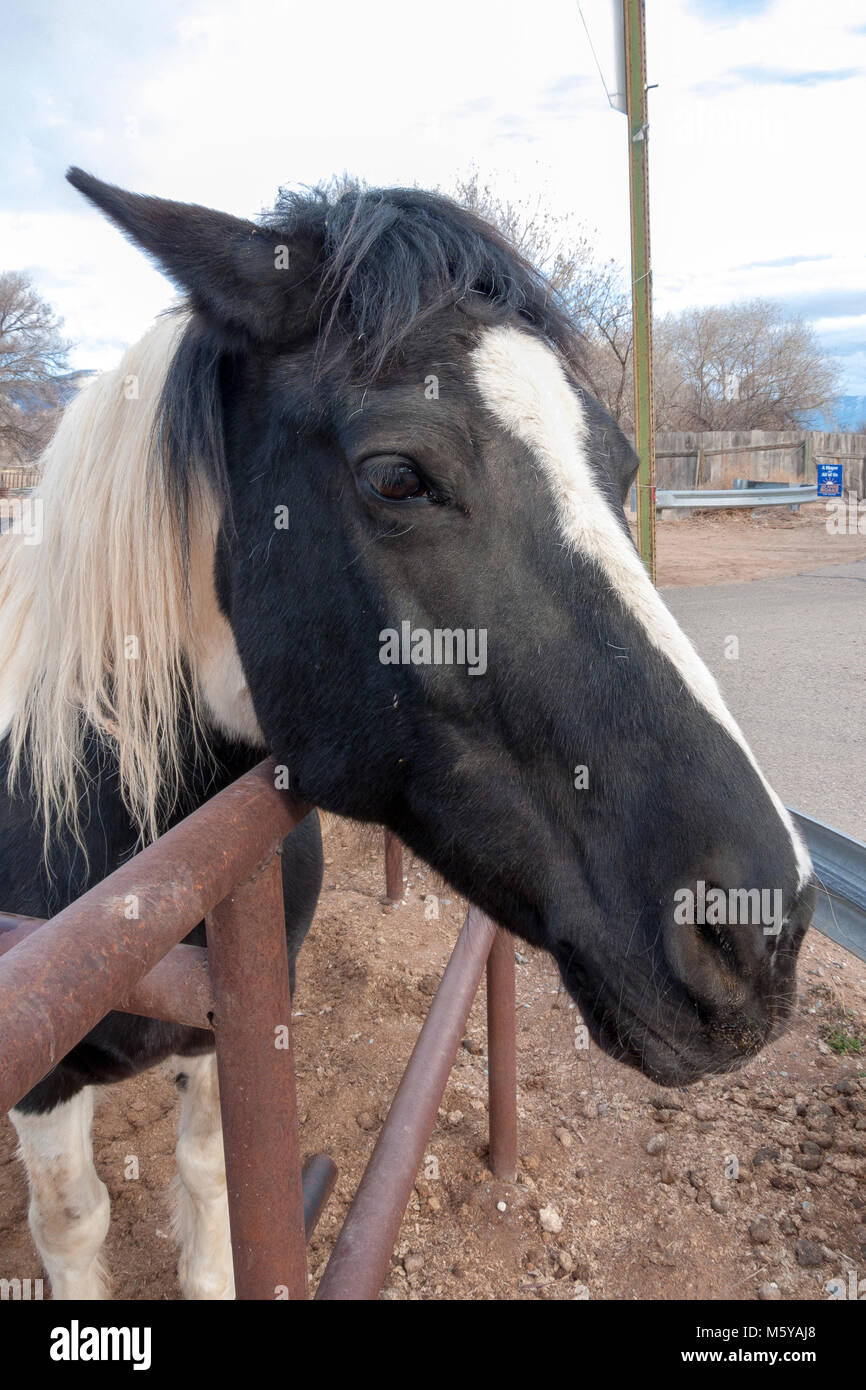 domesticated horses of Corrales, New Mexico Stock Photo Alamy