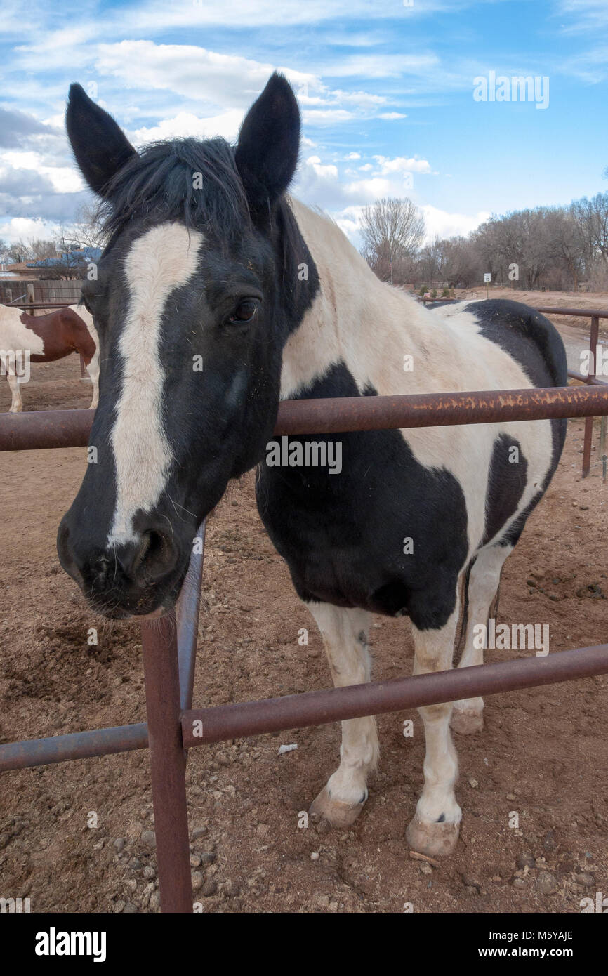 domesticated horses of Corrales, New Mexico Stock Photo Alamy