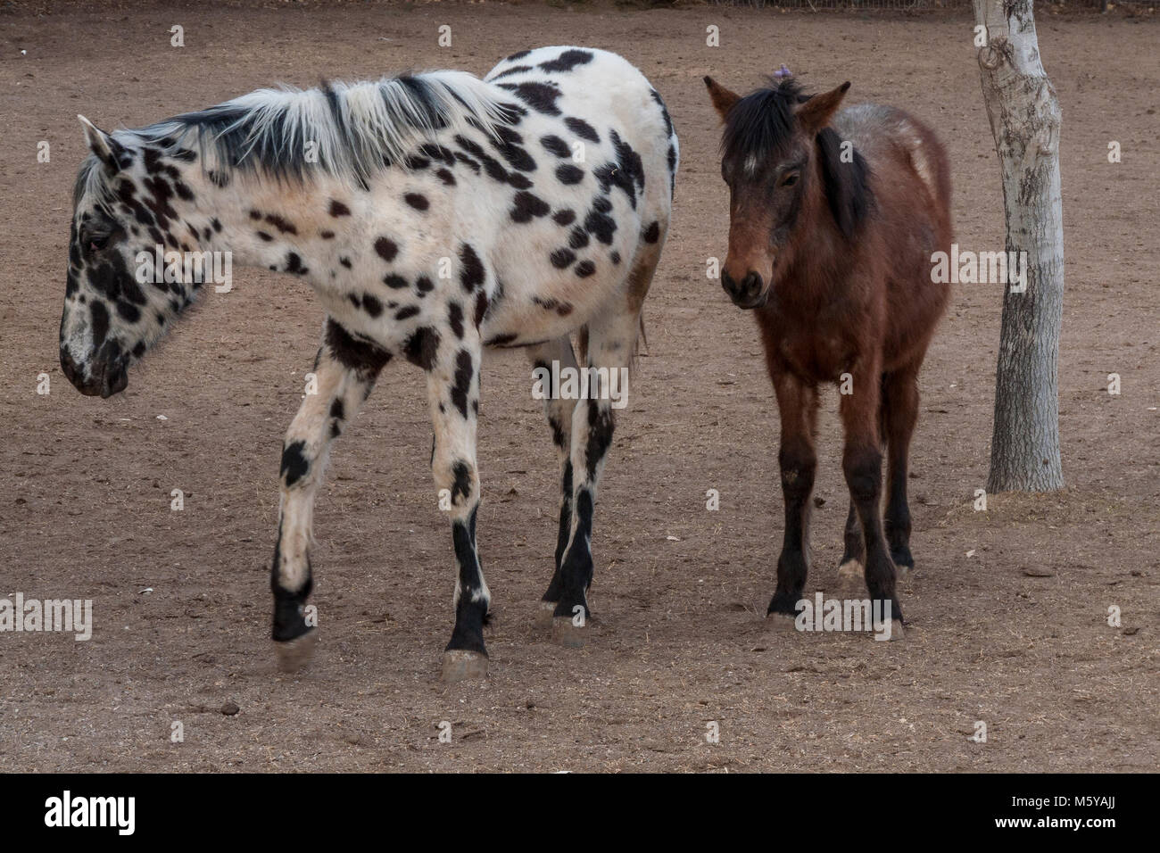 domesticated horses of Corrales, New Mexico Stock Photo Alamy