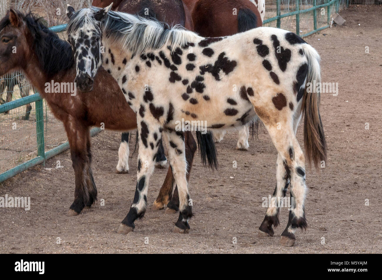 domesticated horses of Corrales, New Mexico Stock Photo Alamy