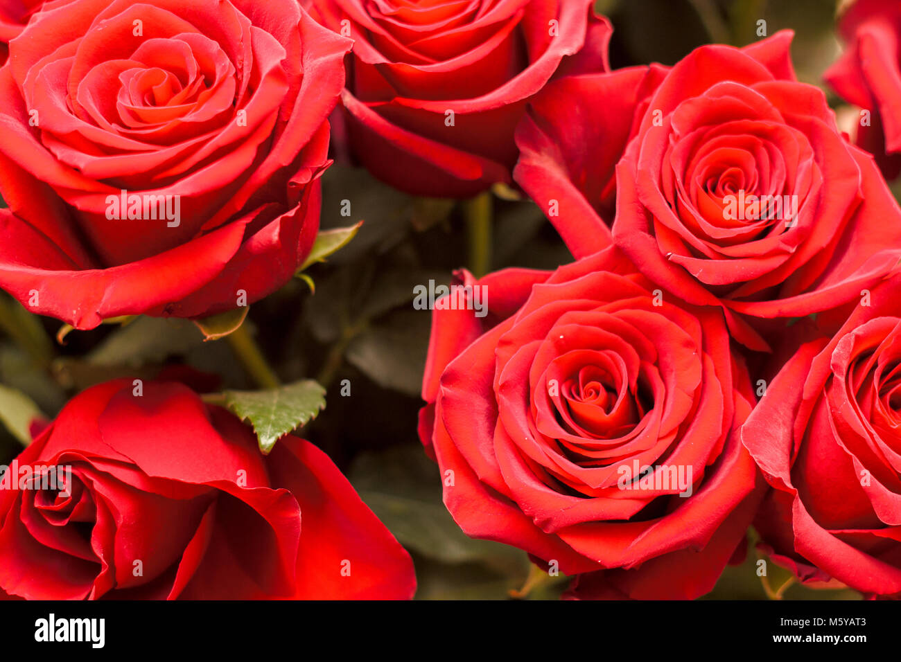 large roses closeup Stock Photo