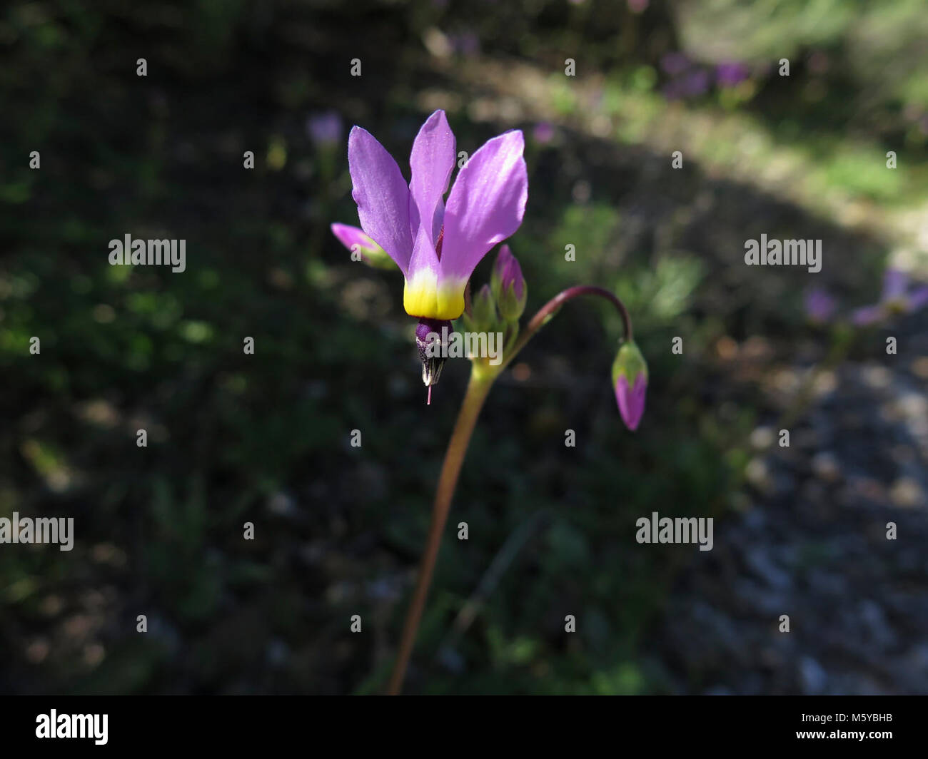 Shooting Star. Scientific name: Dodecatheon clevelandii Stock Photo
