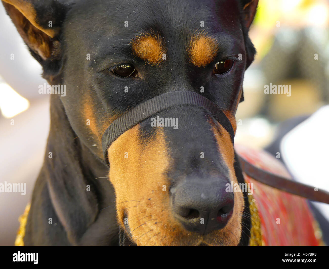 Portrait doberman dog head closeup Stock Photo