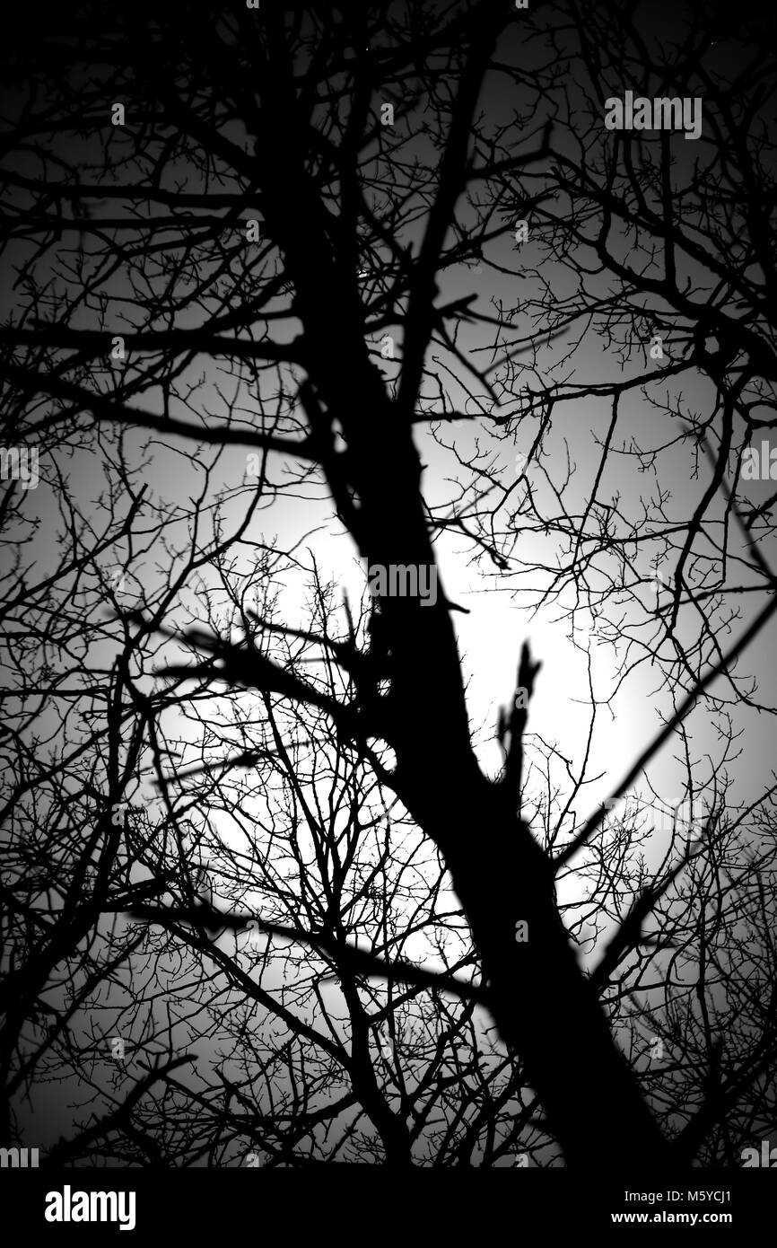 Birch trees by moonlight Stock Photo