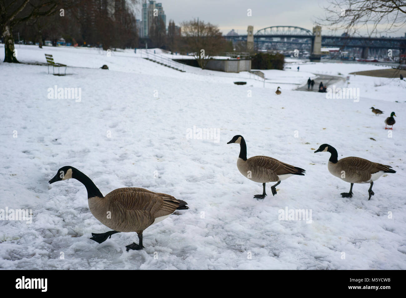 Canadian geese walking in snow Stock Photo Alamy