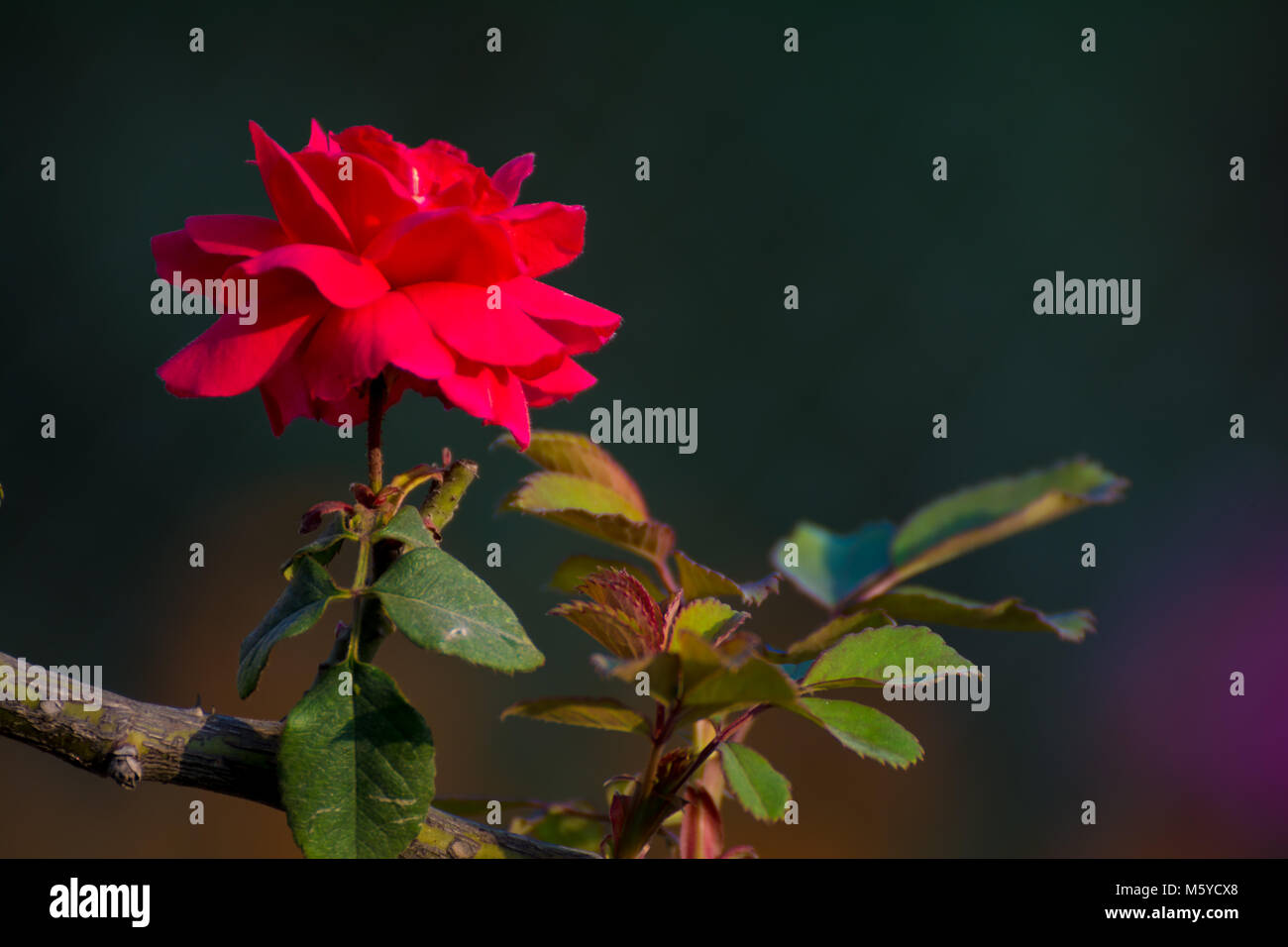 Cut garden rose stem hi-res stock photography and images - Alamy