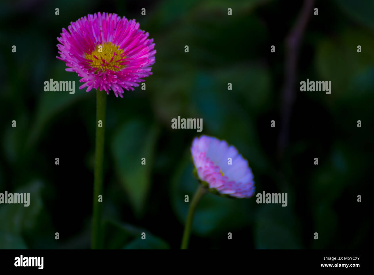 Long Stem White and Pink Daisy Flower Stock Photo