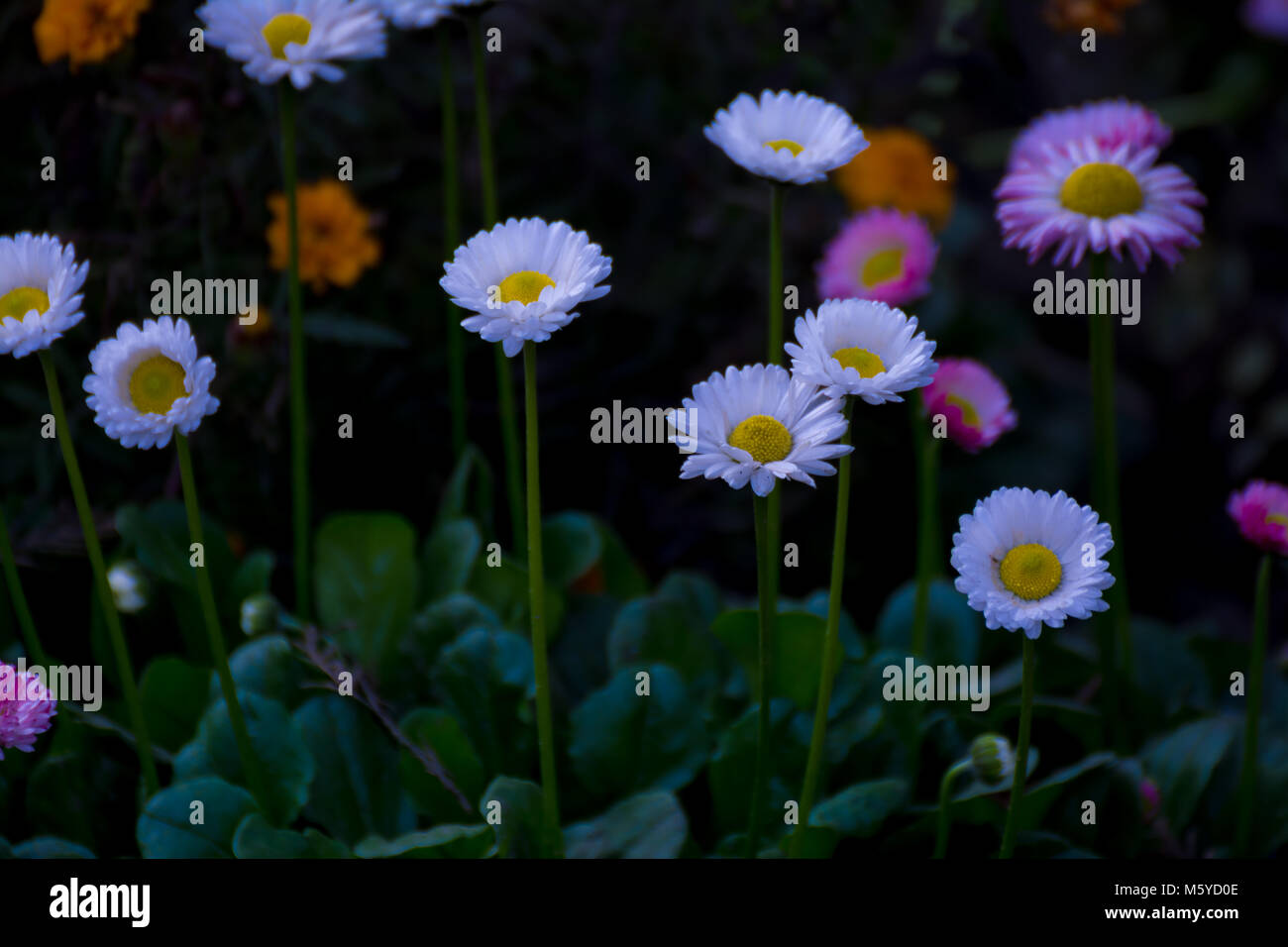 Long Stem White and Pink Daisy Flower Stock Photo