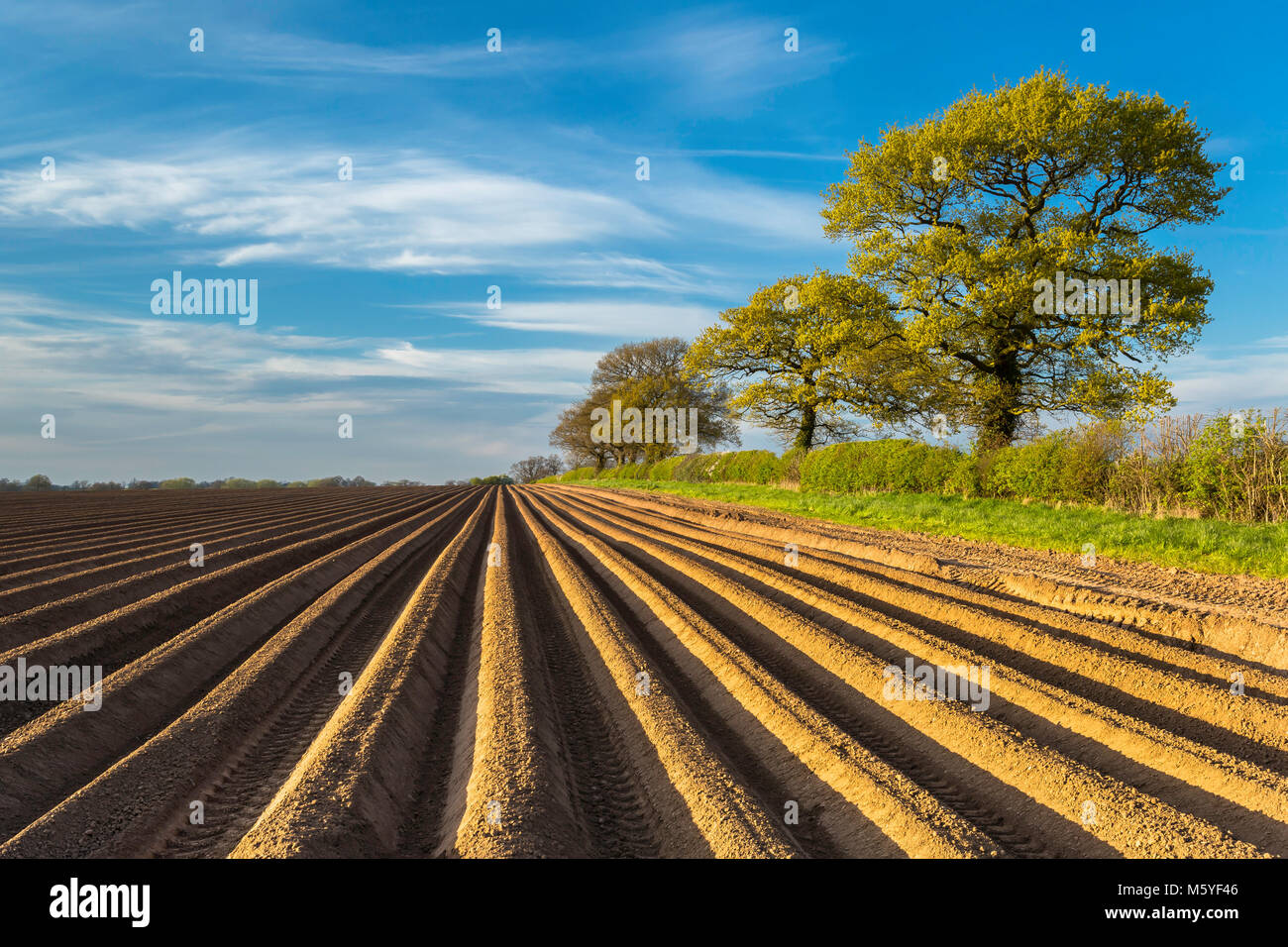 A newly planted potato field. Stock Photo