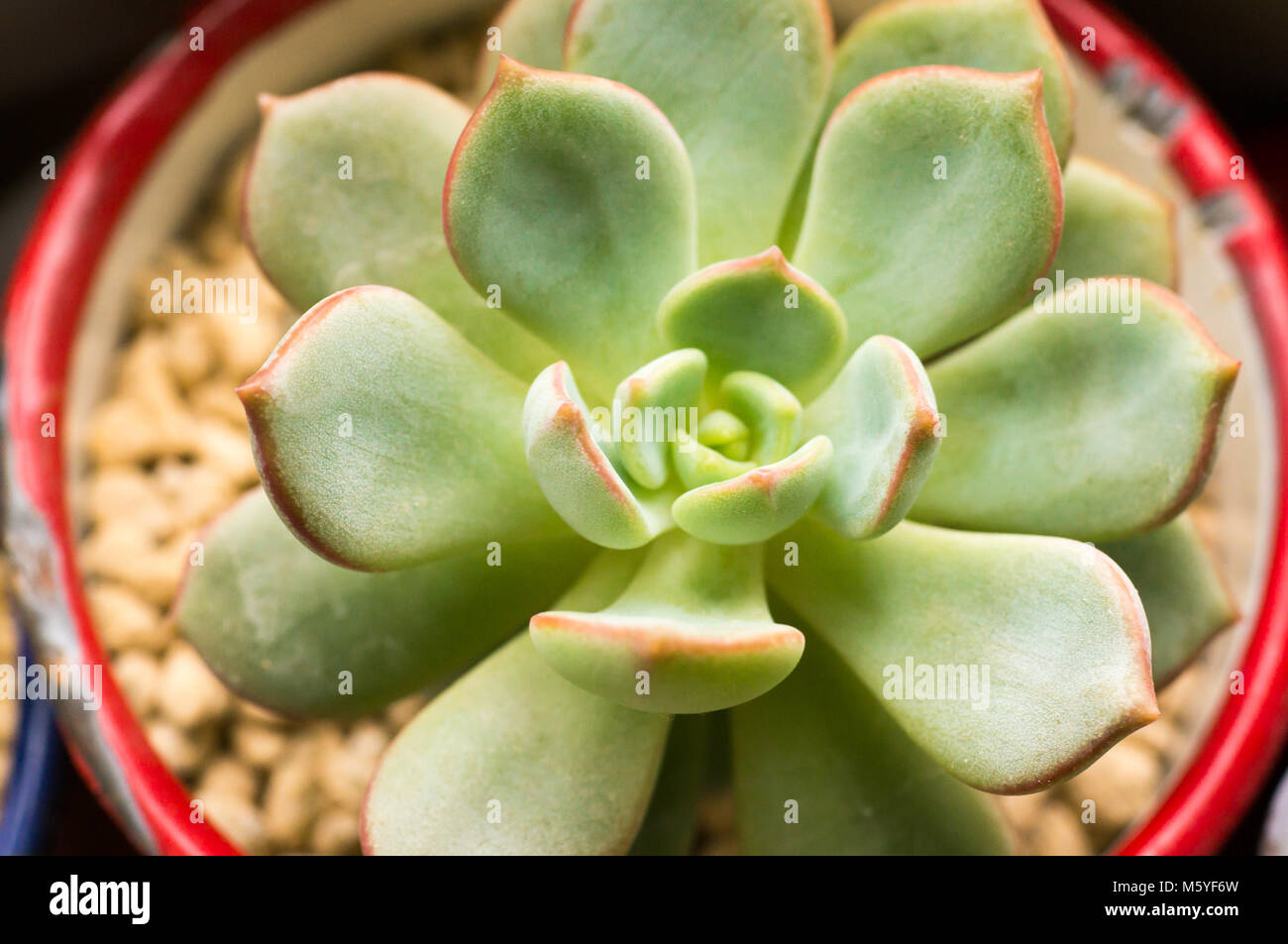 Succulents, popular office plant Stock Photo Alamy