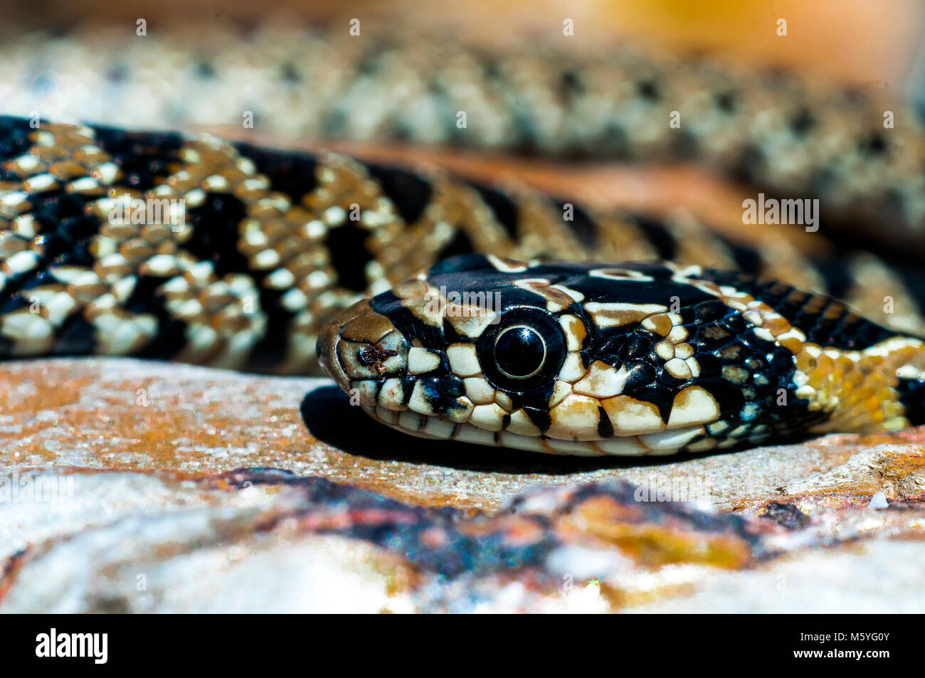 horseshoe whip snake (Hemorrhois hippocrepis), detail, head, close up Stock Photo