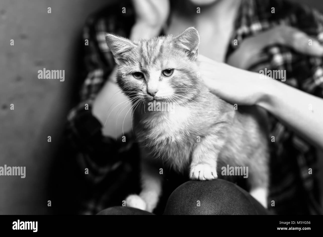 A stray cat in the stairwell Stock Photo Alamy